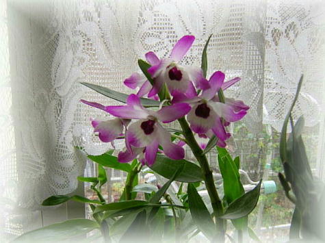 ӂ̉ԁi2007.12.30j