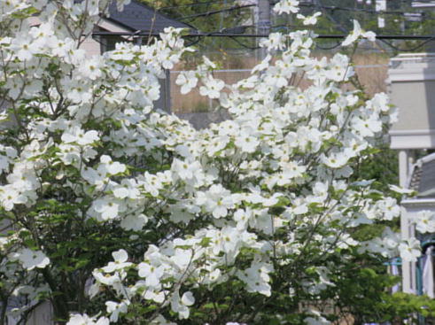 ni~YLi2009.5.1j