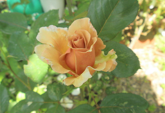 WAi2009.5.9j