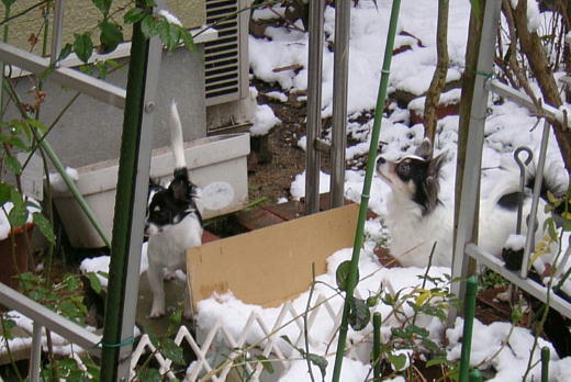 ̒̃l[YƃACYi2007.12.31j