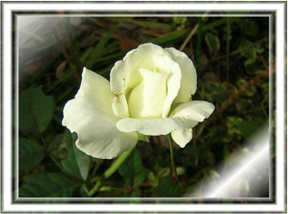 zCgE}X^[s[Xi2007.10.12j