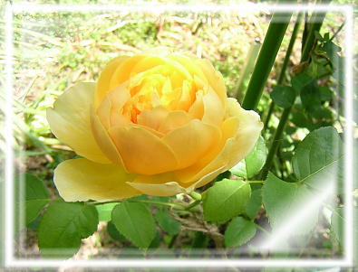 V[bgi2005N527j