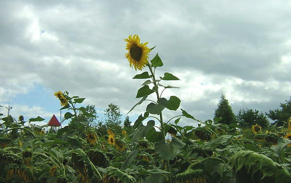 Ă̏ÎЂ܂i2008.8.24j