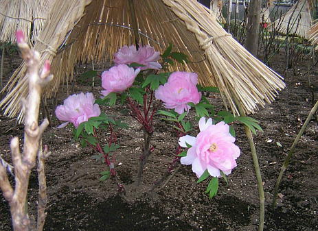 Oi2006.2.14j
