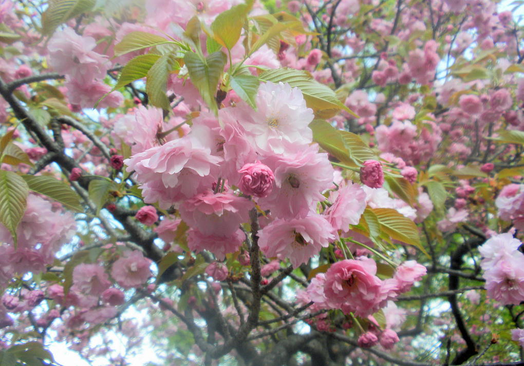 ǂ̍i2011.4.16j