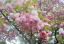 ǂ̍i2011.4.16j