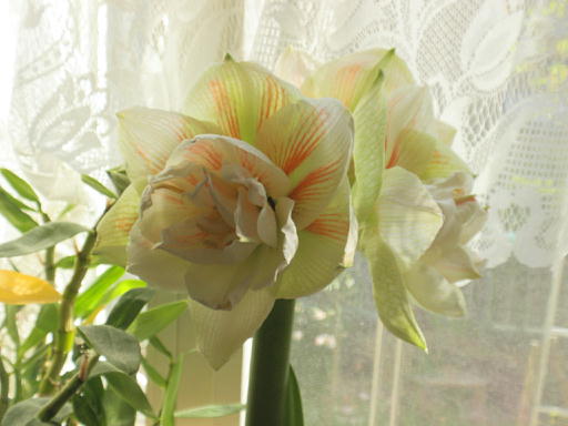 A}Xi2009.4.8j