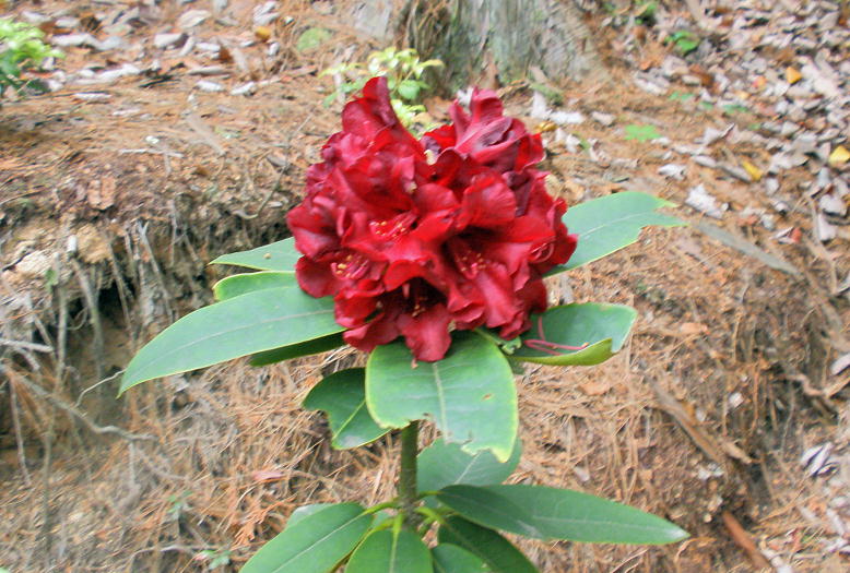 [g̐Γԁi2011.5.21j
