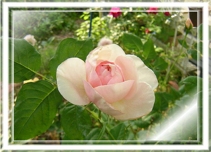 we[Wi2008.5.21j