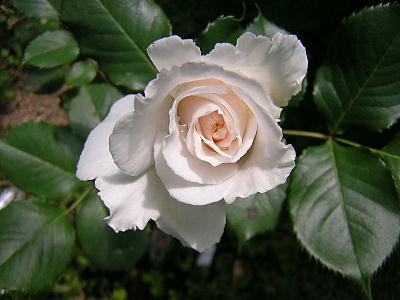 }[Kbg(2005.5.13)