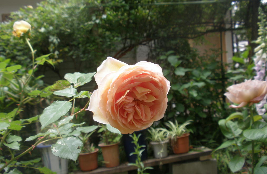 AunE_[r[(2012.5.24)