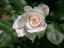 }[Kbg(2005.5.13)