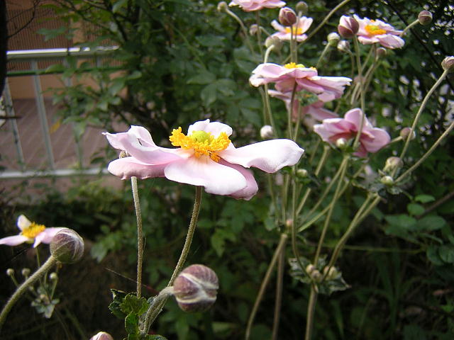Hei2007.1012j