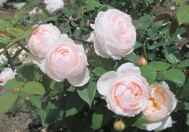 Ni뉀i2012.6.14j