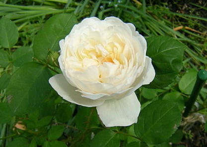 O~XLbX(2005.5.13j