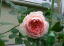 Aun_[r[i2007.11.8j